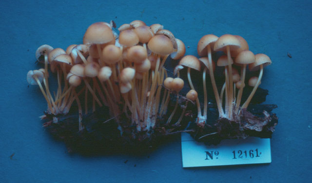 Mycena renati image