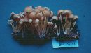 Image of Mycena renati