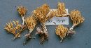 Ramaria myceliosa image