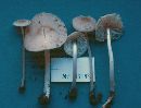 Mycena niveipes image