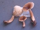 Lactarius mucidus image