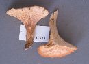 Gloeocantharellus purpurascens image