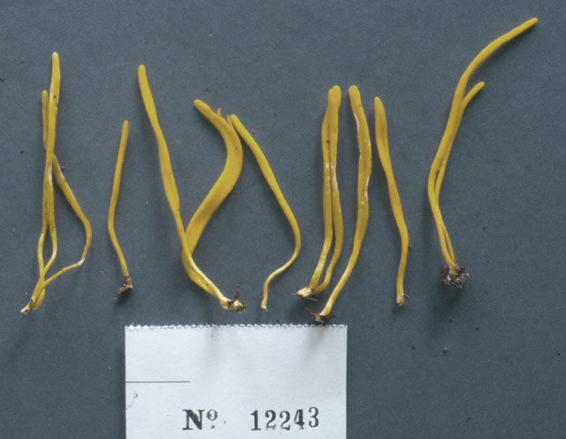 Clavulinopsis depokensis image