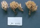 Ramariopsis holmskjoldii image
