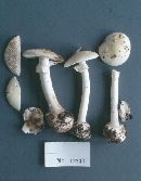 Amanita phalloides image