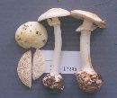 Amanita phalloides image