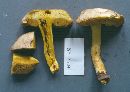 Retiboletus retipes image