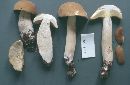 Boletus atkinsonii image