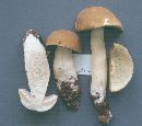 Boletus atkinsonii image