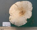 Leucopaxillus giganteus image