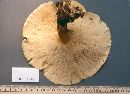 Leucopaxillus giganteus image