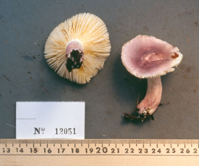 Russula gemmata image