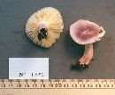 Russula subtilis image