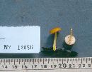 Pluteus admirabilis image