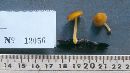 Pluteus admirabilis image