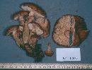 Armillaria gemina image