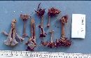 Craterellus fallax image