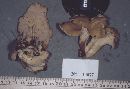 Cantharellus lateritius image