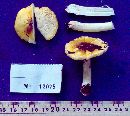 Tricholoma sejunctum image