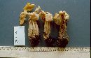 Helvella crispa image