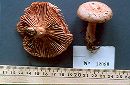 Lactarius subpurpureus image