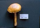 Cortinarius caperatus image