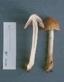 Cortinarius corrugatus image