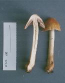 Cortinarius corrugatus image