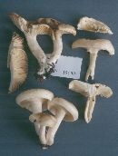 Hygrophorus tennesseensis image