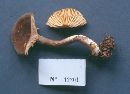 Lactarius lignyotus image