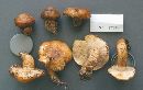 Tricholoma aurantium image