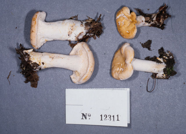 Hydnum subconnatum image