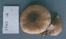 Armillaria gallica image