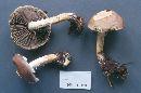 Stropharia hornemannii image