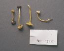 Cantharellus minor image