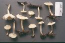Cuphophyllus virgineus image