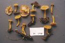 Cantharellus ignicolor image