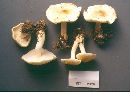 Tricholoma intermedium image