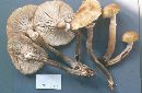 Armillaria ostoyae image