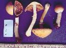 Cortinarius caperatus image