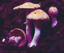 Cortinarius caperatus image