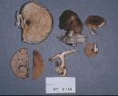 Polyporus brumalis image