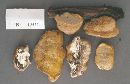 Trametes trogii image