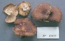 Polyporus brumalis image