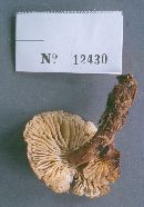 Neolentinus adhaerens image