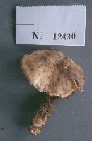 Neolentinus adhaerens image