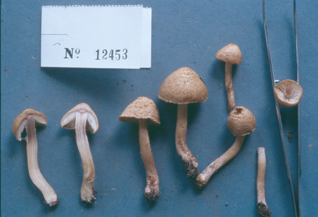 Inocybe cervicolor image