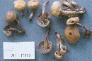 Hypholoma capnoides image