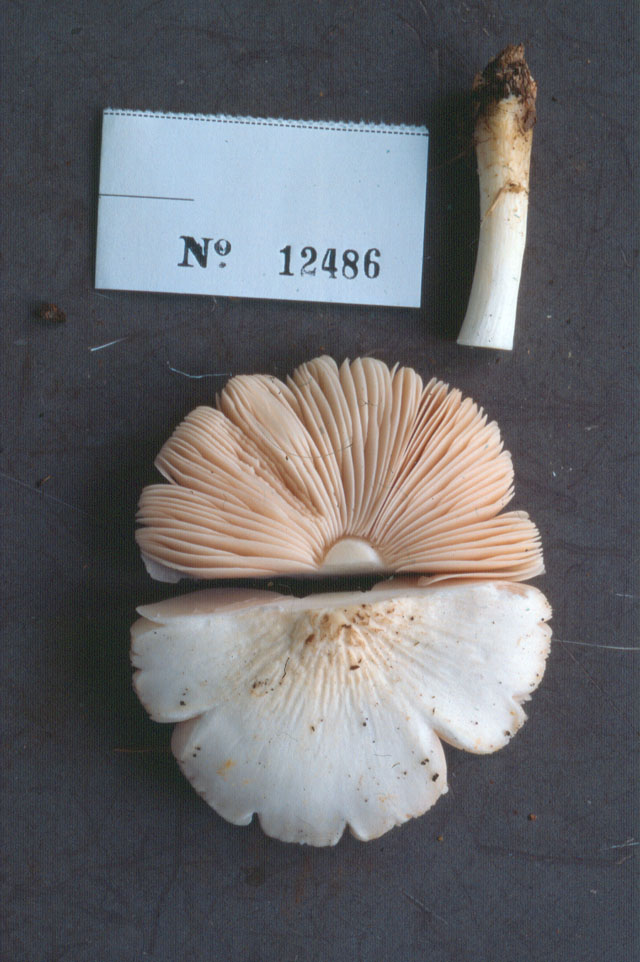 Pluteus pallidus image