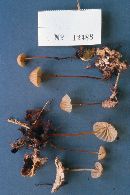 Marasmius decipiens image